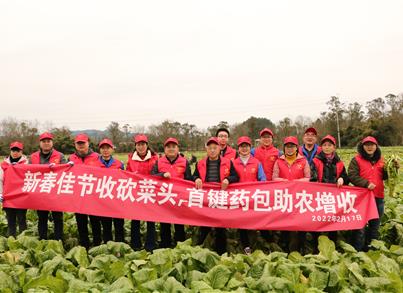 抢时机砍收菜头 金沙8888js党支部助农增收